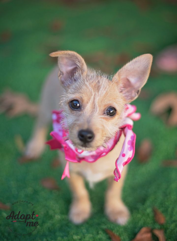 Chelsea, an adopted Wirehaired Dachshund & Terrier Mix in Kingwood, TX_image-1