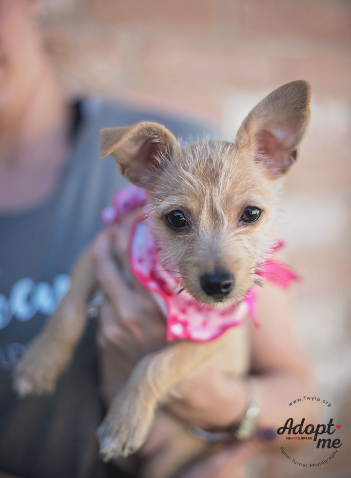 Chelsea, an adopted Wirehaired Dachshund & Terrier Mix in Kingwood, TX_image-6