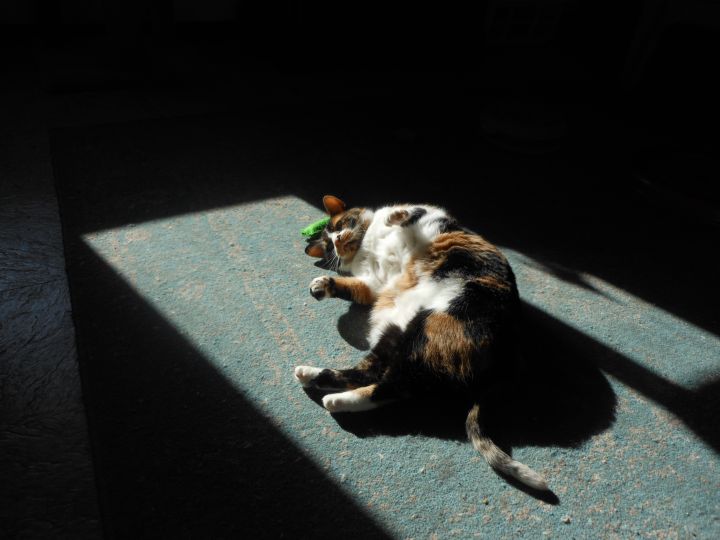 Miss Ivy, an adopted Calico & Domestic Short Hair Mix in Cincinnati, OH_image-1