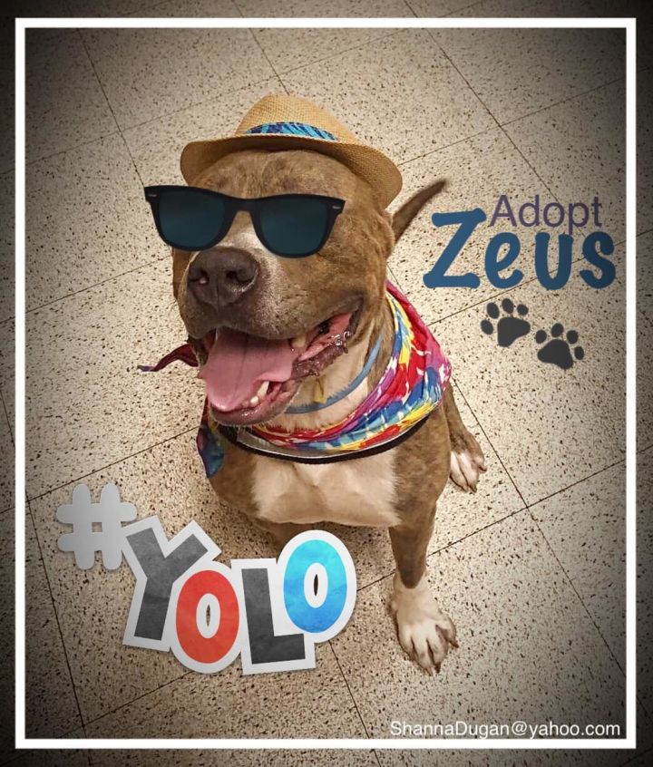 Zeus 4