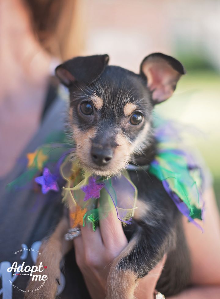 Blake, an adopted Dachshund & Terrier Mix in Kingwood, TX_image-3