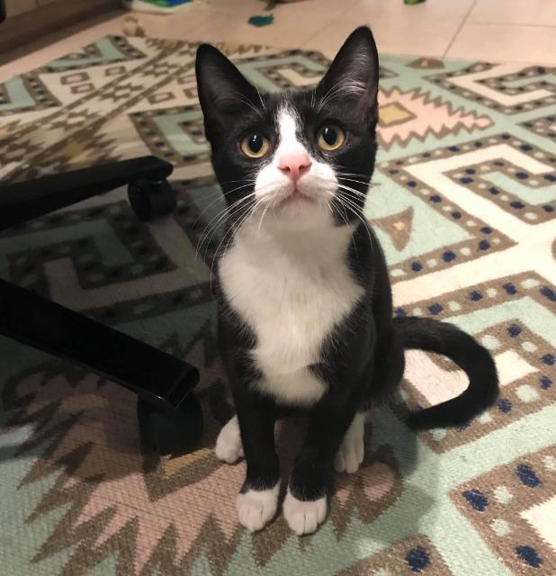 Doris Otto, an adoptable Domestic Short Hair, Tuxedo in Orlando, FL, 32806 | Photo Image 4