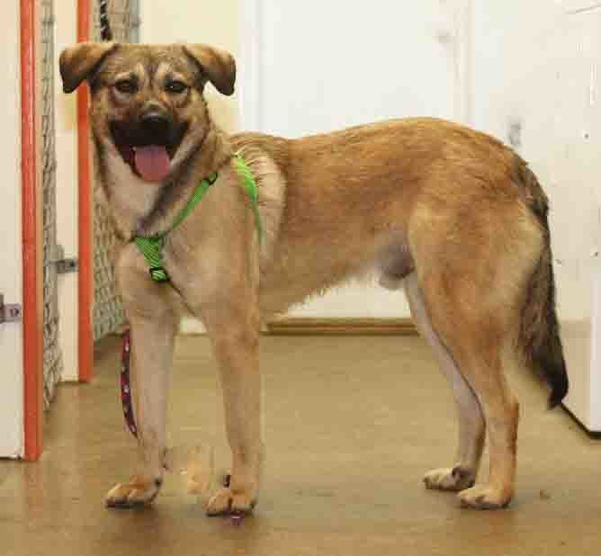 Jughead, an adopted Mixed Breed in Rossville, TN_image-3