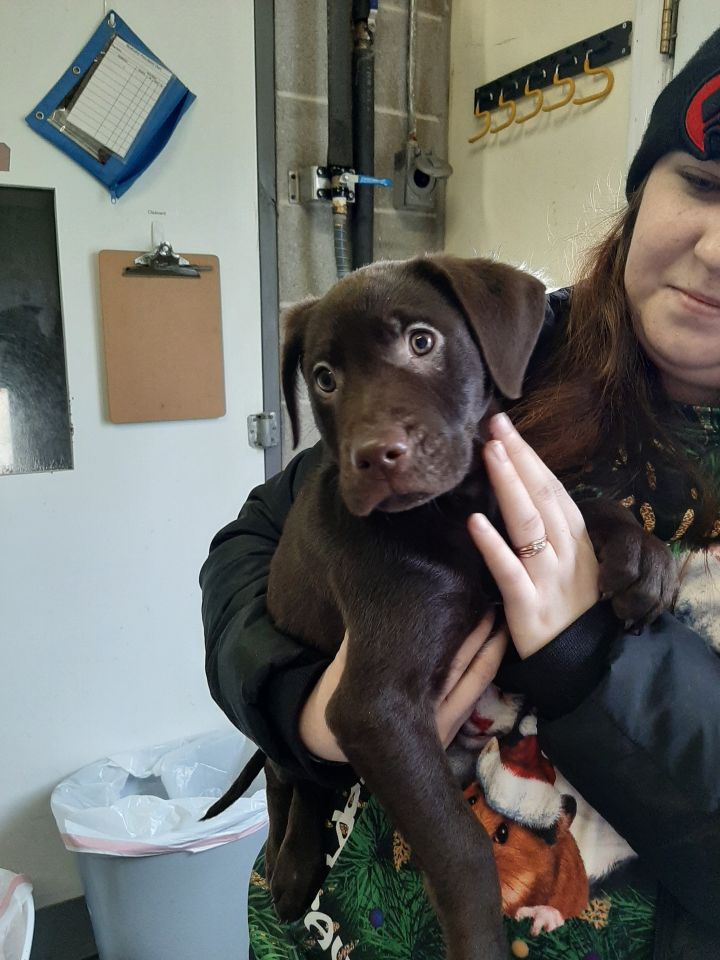 Cassian, an adoptable Labrador Retriever in Lake Odessa, MI