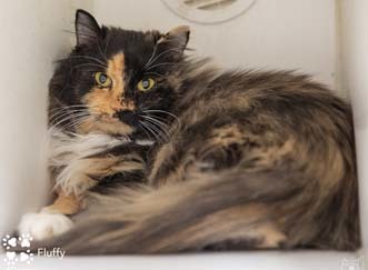 Cat For Adoption Fluffy A Calico In Merrifield Va Petfinder