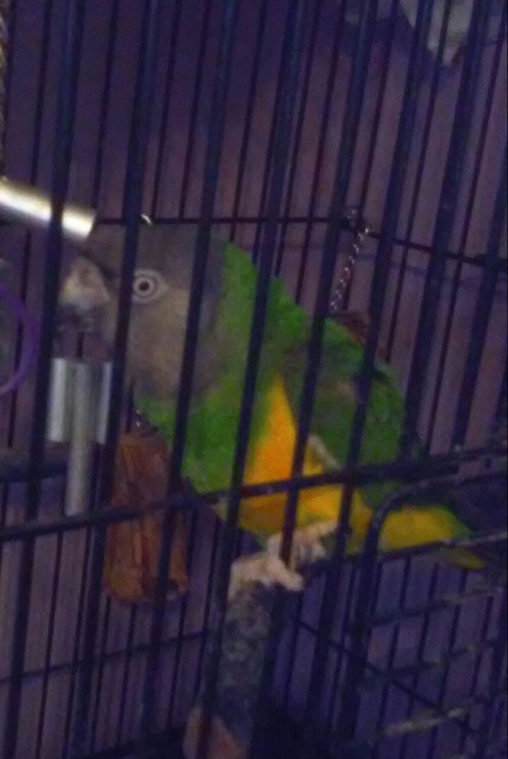 Toby, an adopted Poicephalus / Senegal in North Babylon, NY_image-1