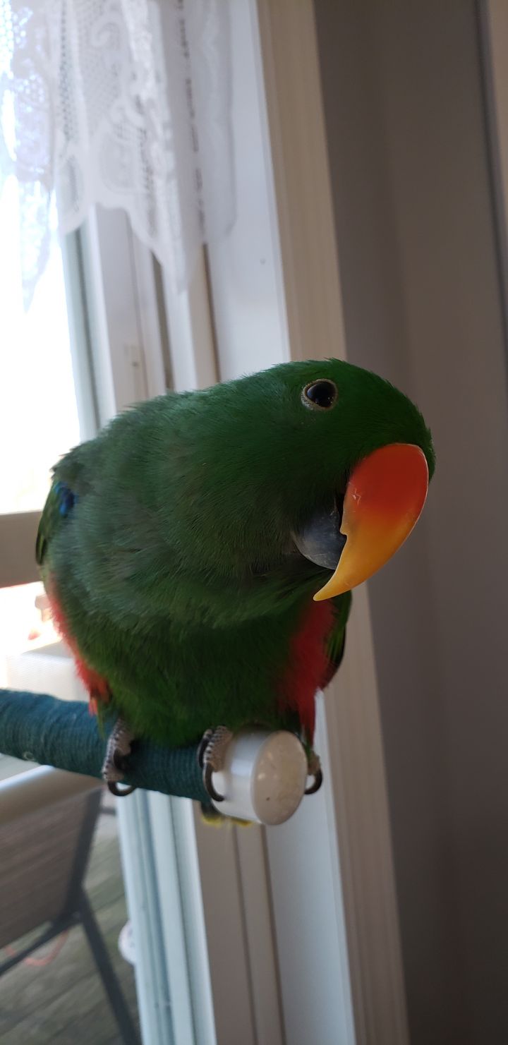 Toby, an adopted Eclectus in North Babylon, NY_image-3