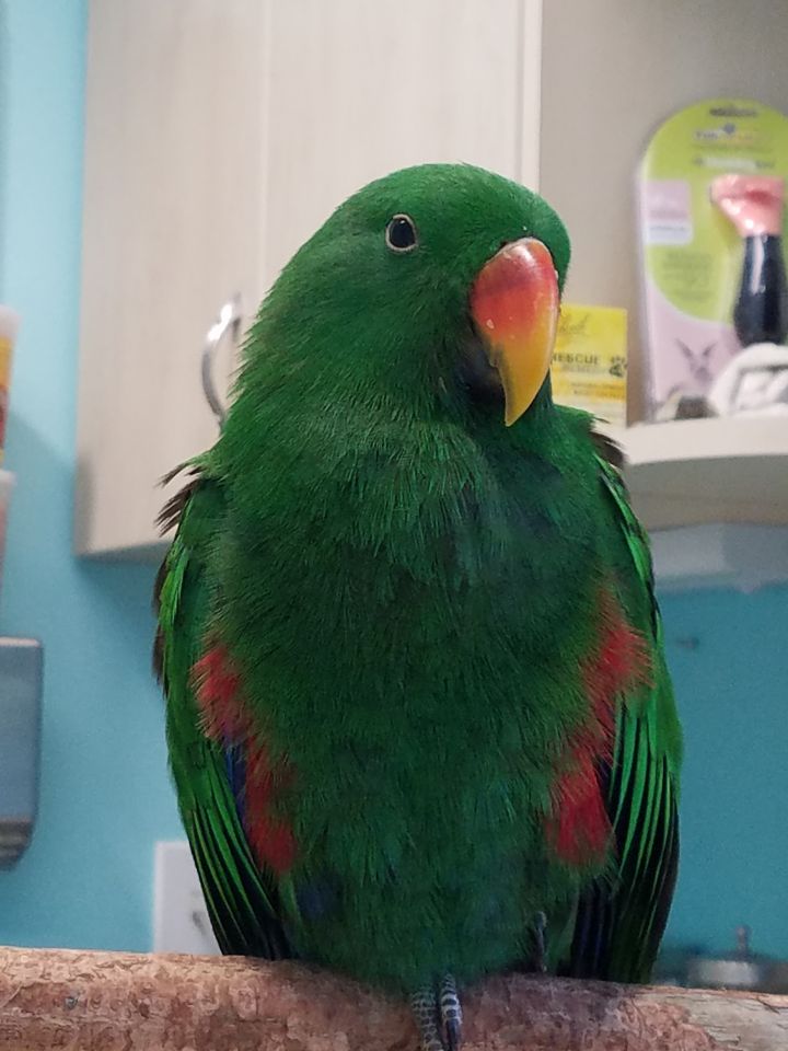 Toby, an adopted Eclectus in North Babylon, NY_image-5
