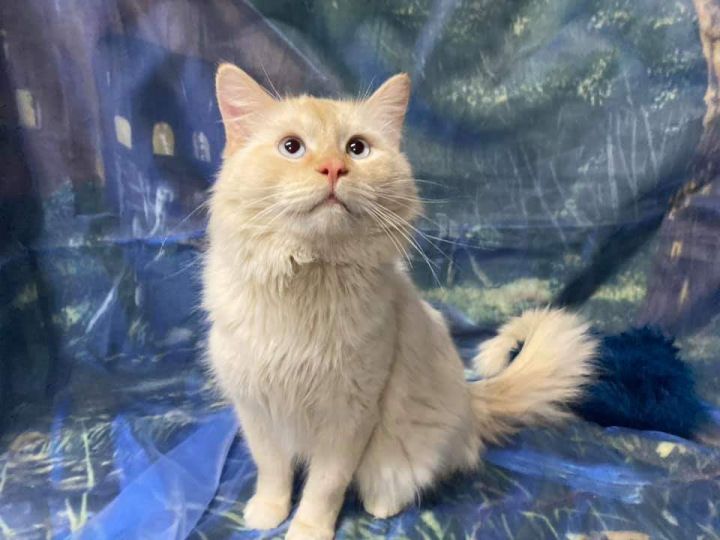 Cat For Adoption Kryptonite A Domestic Long Hair Siamese Mix