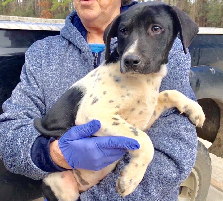 Dog For Adoption Major A German Shorthaired Pointer