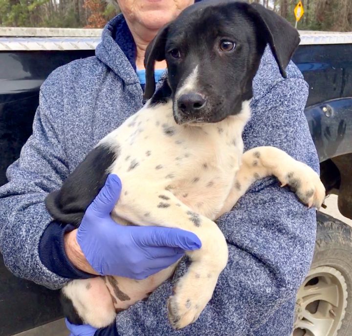 Dog For Adoption Major A German Shorthaired Pointer