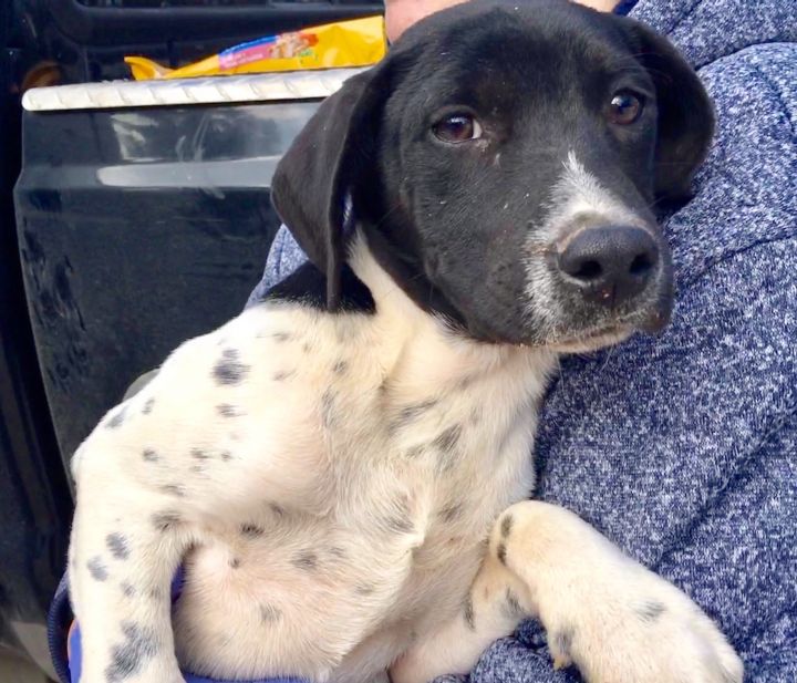 Dog For Adoption Major A German Shorthaired Pointer