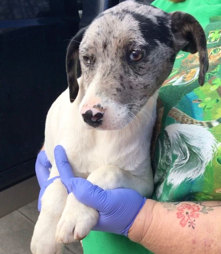 Dog For Adoption Marcy A German Shorthaired Pointer