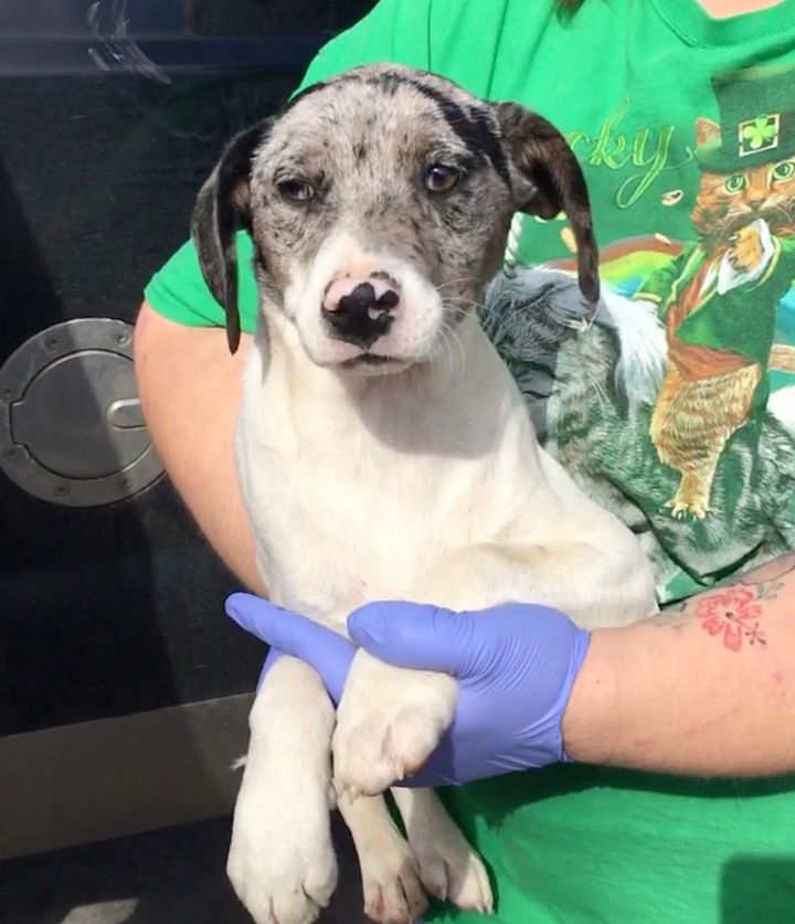Dog For Adoption Marcy A German Shorthaired Pointer