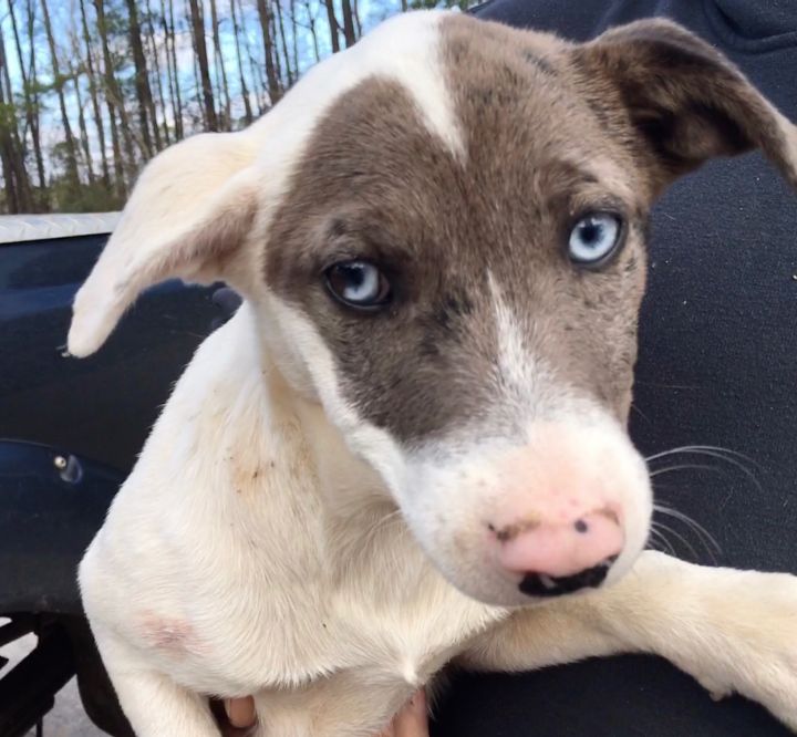 Dog For Adoption Maya A German Shorthaired Pointer Australian