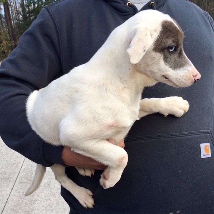 Dog For Adoption Maya A German Shorthaired Pointer Australian