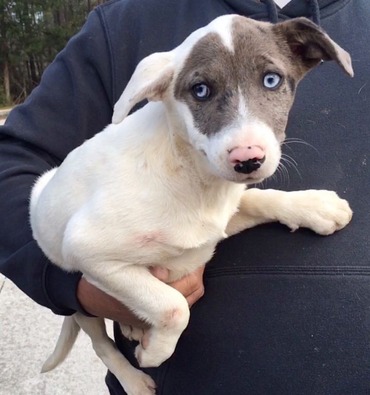 Dog For Adoption Maya A German Shorthaired Pointer Australian