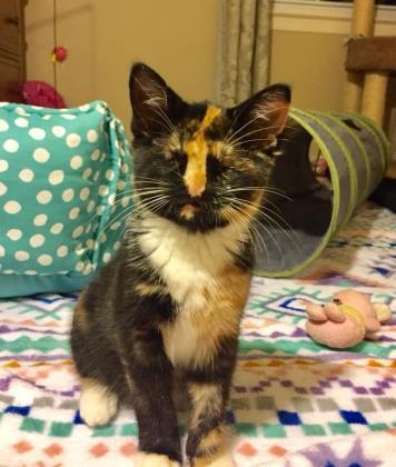 Margaret, an adoptable Calico, Domestic Short Hair in Baltimore, MD, 21230 | Photo Image 2