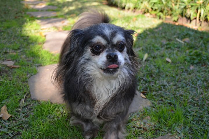 Dog For Adoption Beckham Barkley A Chihuahua Shih Tzu Mix In Houston Tx Petfinder