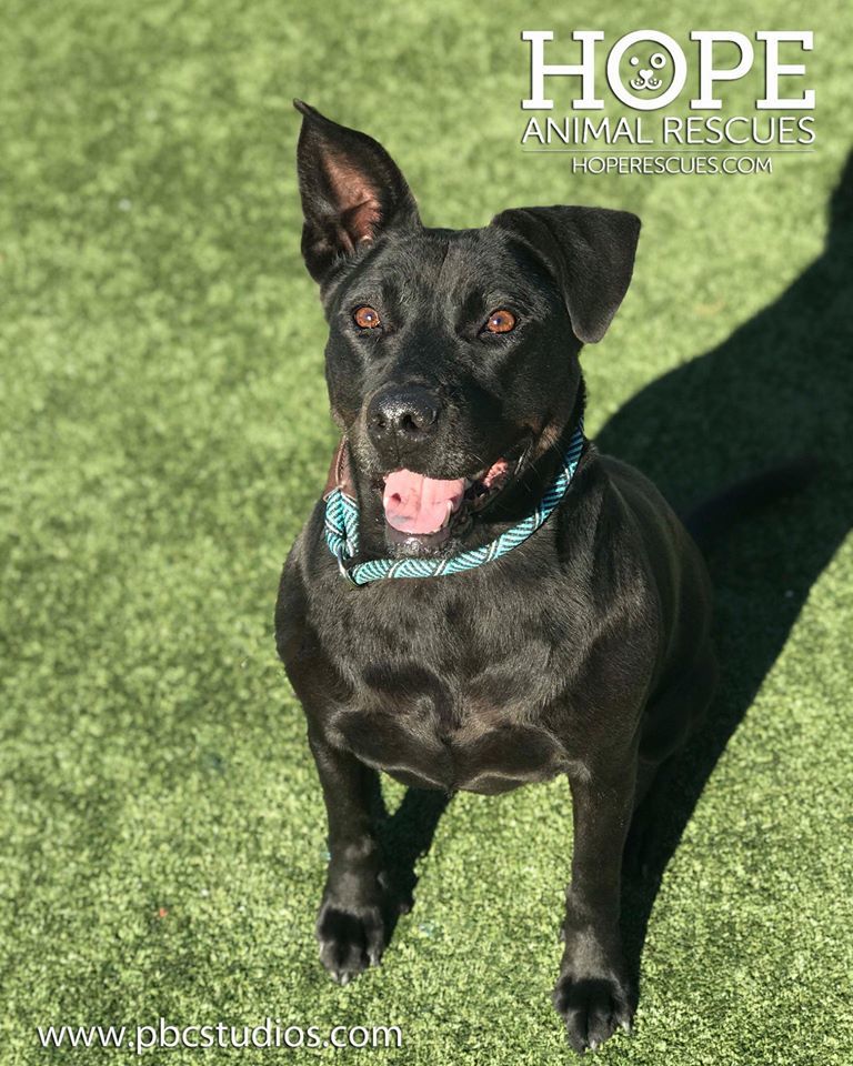 Peaches II, an adoptable Black Labrador Retriever in Godfrey, IL, 62035 | Photo Image 1