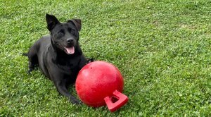 Peaches II, an adoptable Black Labrador Retriever in Godfrey, IL, 62035 | Photo Image 2