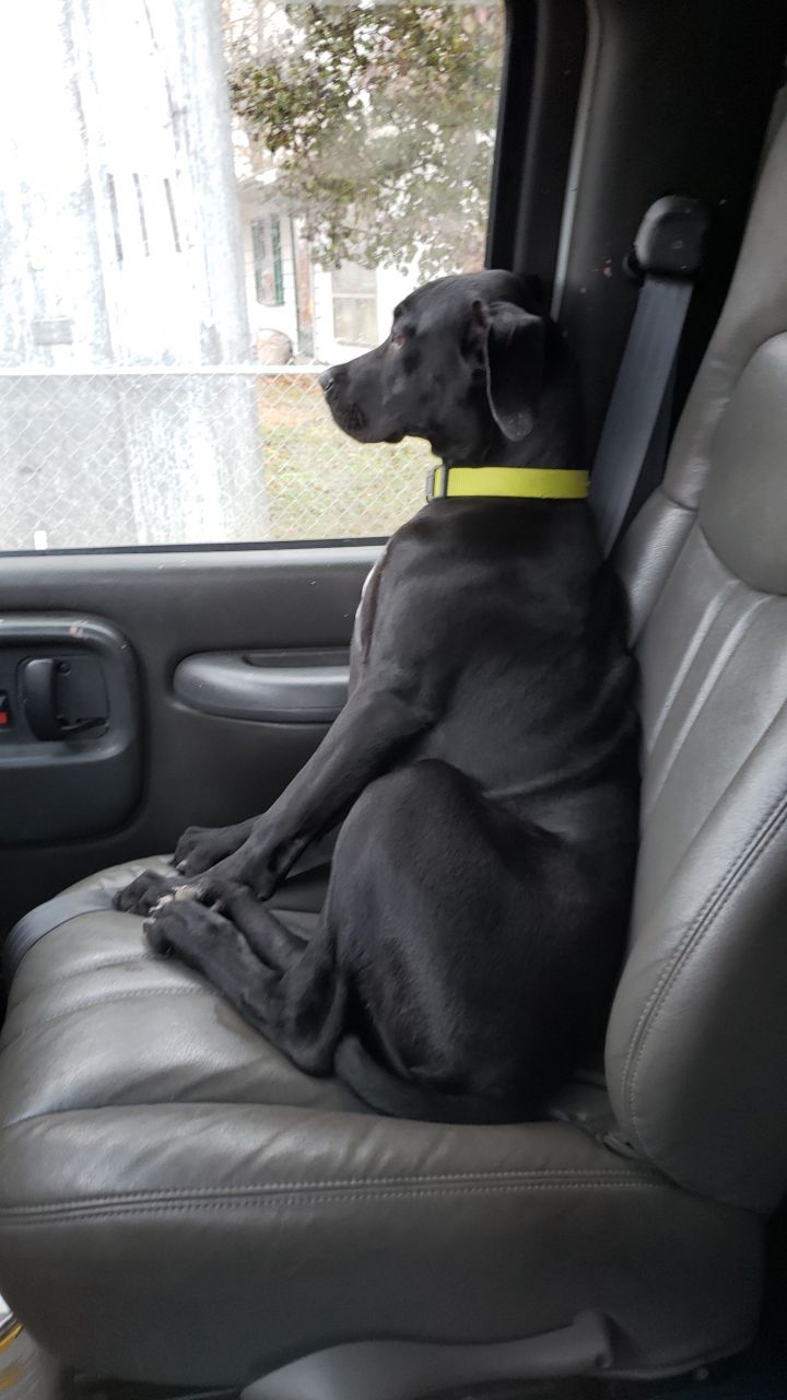 Dog For Adoption Athena A Great Dane Mix In Owensboro Ky