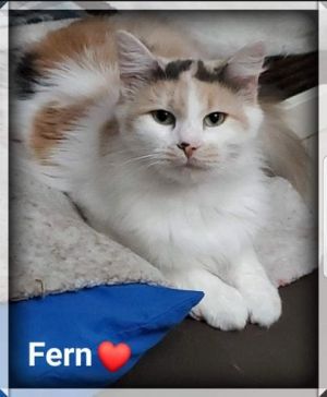 Fern