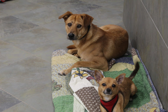 Mario and Gidget, an adoptable Jindo, Chihuahua in North Haven, CT, 06473 | Photo Image 1