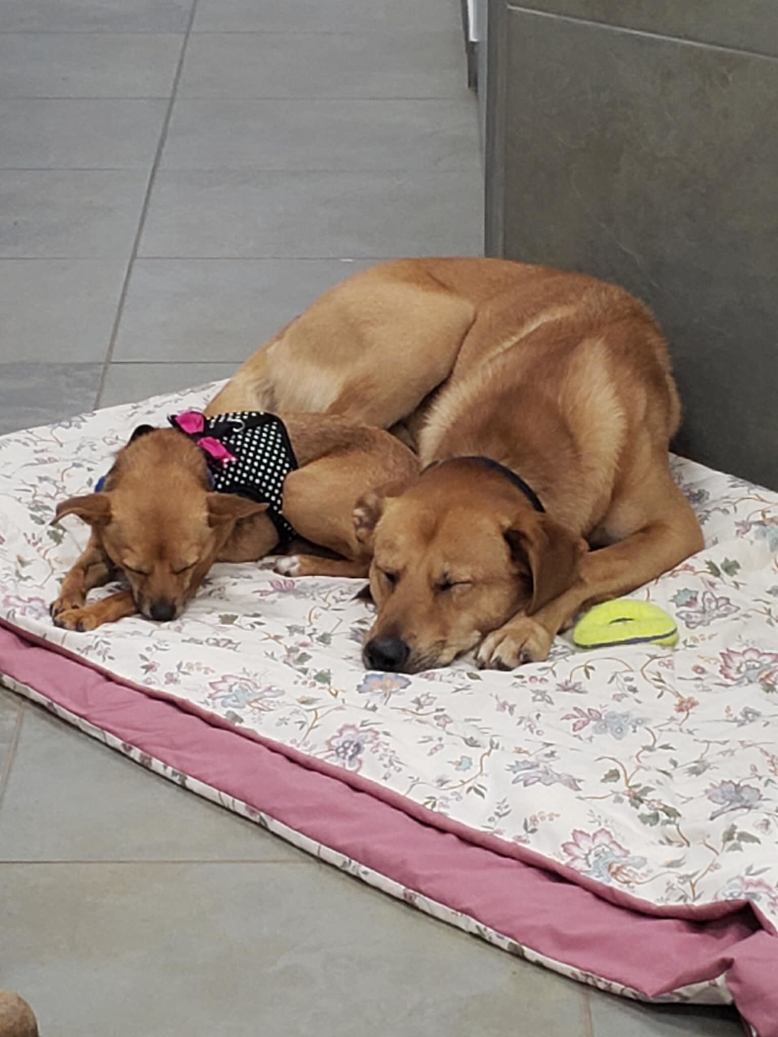 Mario and Gidget, an adoptable Jindo, Chihuahua in North Haven, CT, 06473 | Photo Image 2