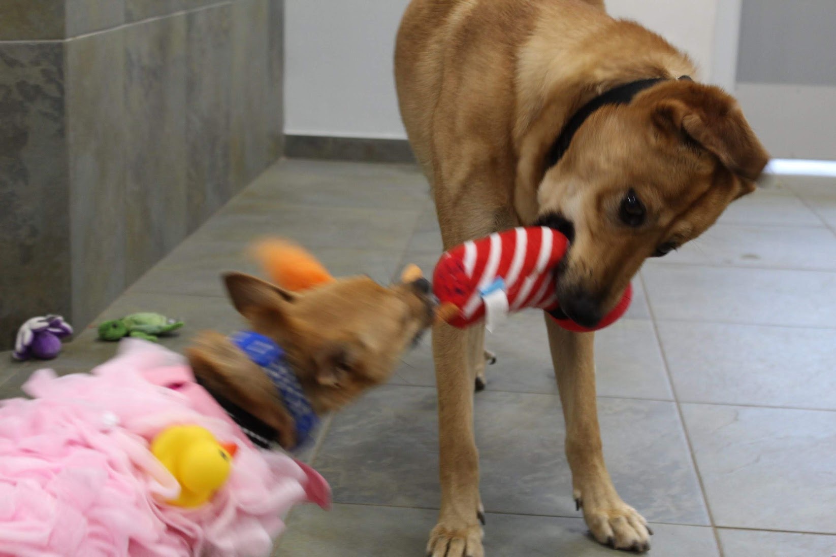 Mario and Gidget, an adoptable Jindo, Chihuahua in North Haven, CT, 06473 | Photo Image 4