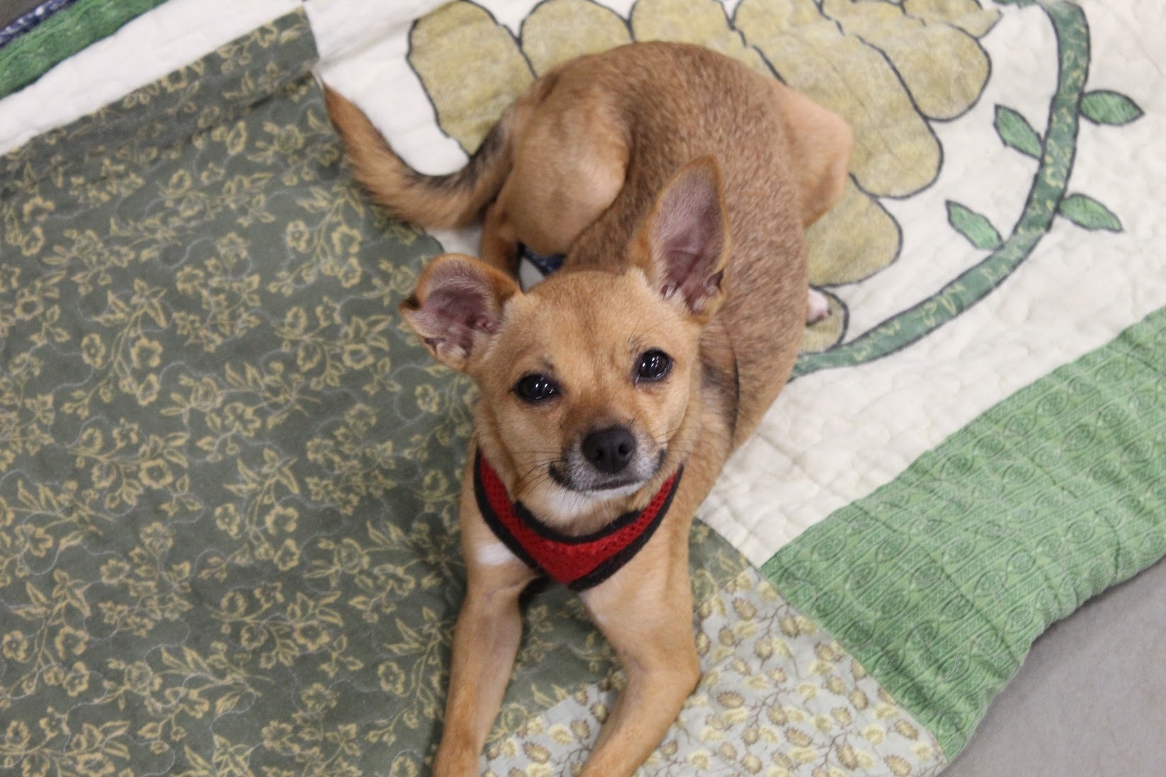 Mario and Gidget, an adoptable Jindo, Chihuahua in North Haven, CT, 06473 | Photo Image 5
