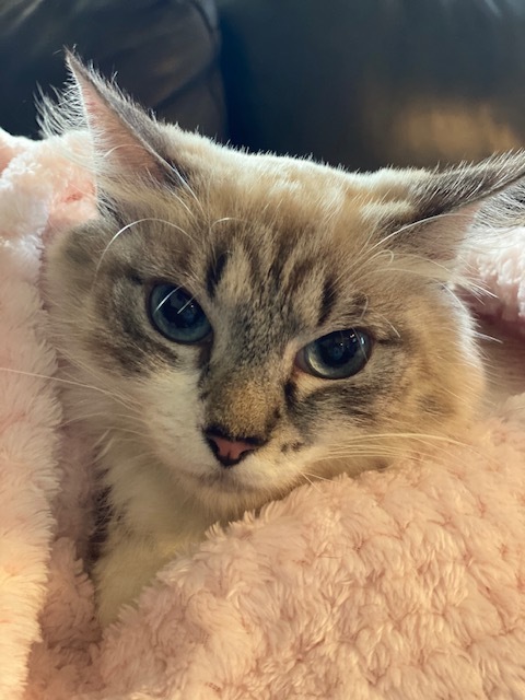 Cat For Adoption Trudy Ragdoll Siamese A Ragdoll Domestic