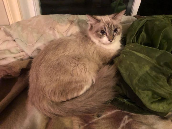 Cat For Adoption Trudy Ragdoll Siamese A Ragdoll Domestic