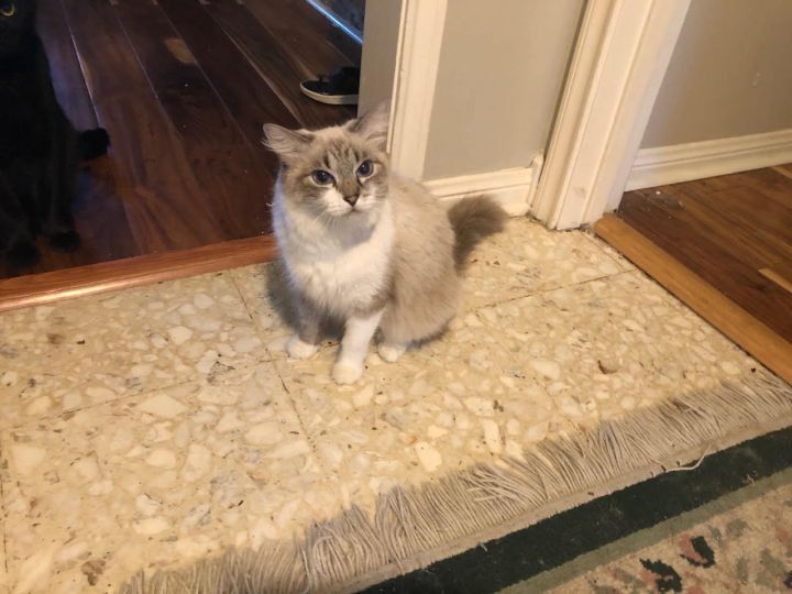 Cat For Adoption Trudy Ragdoll Siamese A Ragdoll Domestic