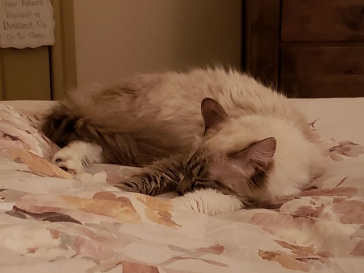 Cat For Adoption Trudy Ragdoll Siamese A Ragdoll Domestic