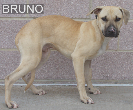 Bruno, an adoptable Black Mouth Cur in Longview, TX, 75606 | Photo Image 2