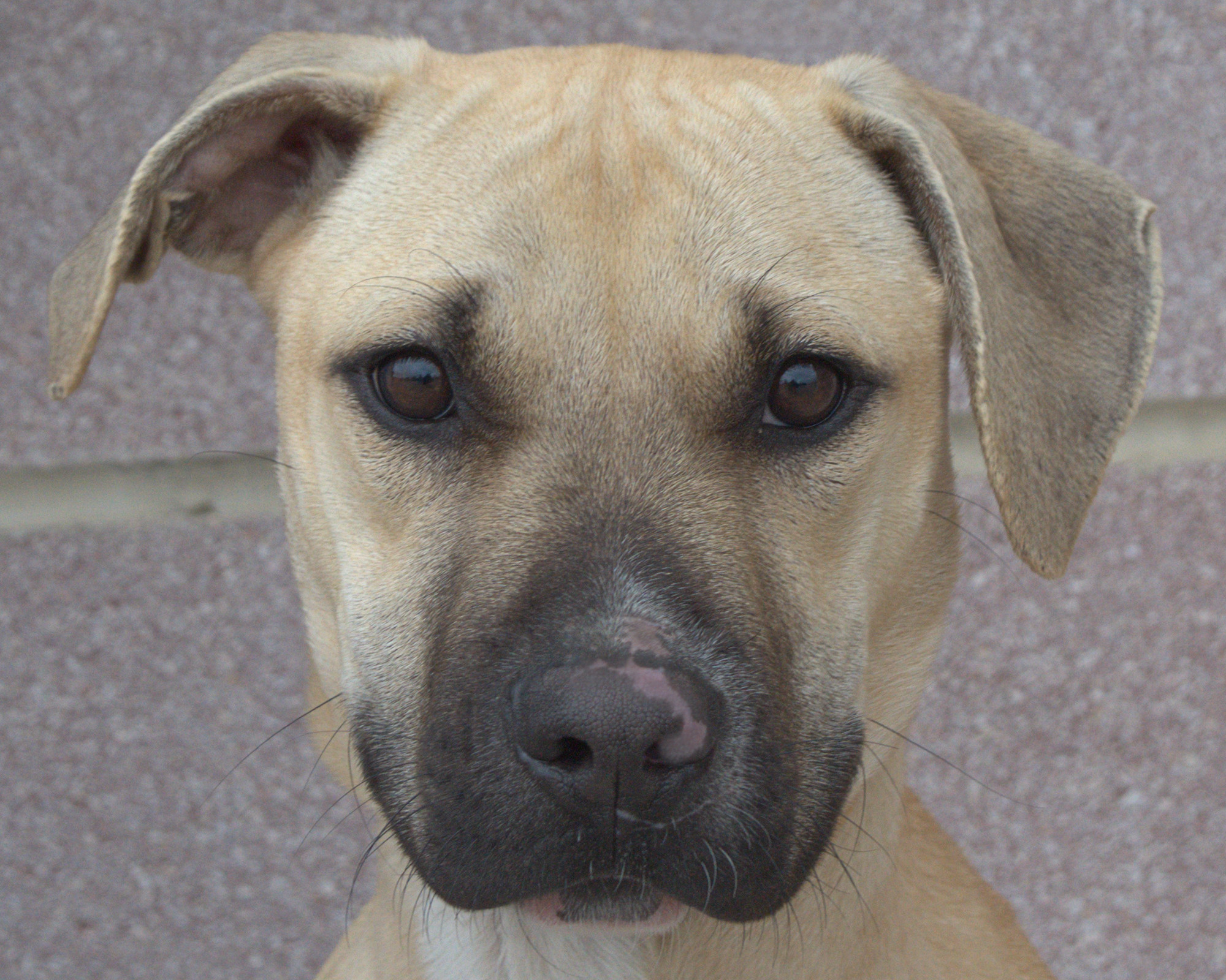 Bruno, an adoptable Black Mouth Cur in Longview, TX, 75606 | Photo Image 3
