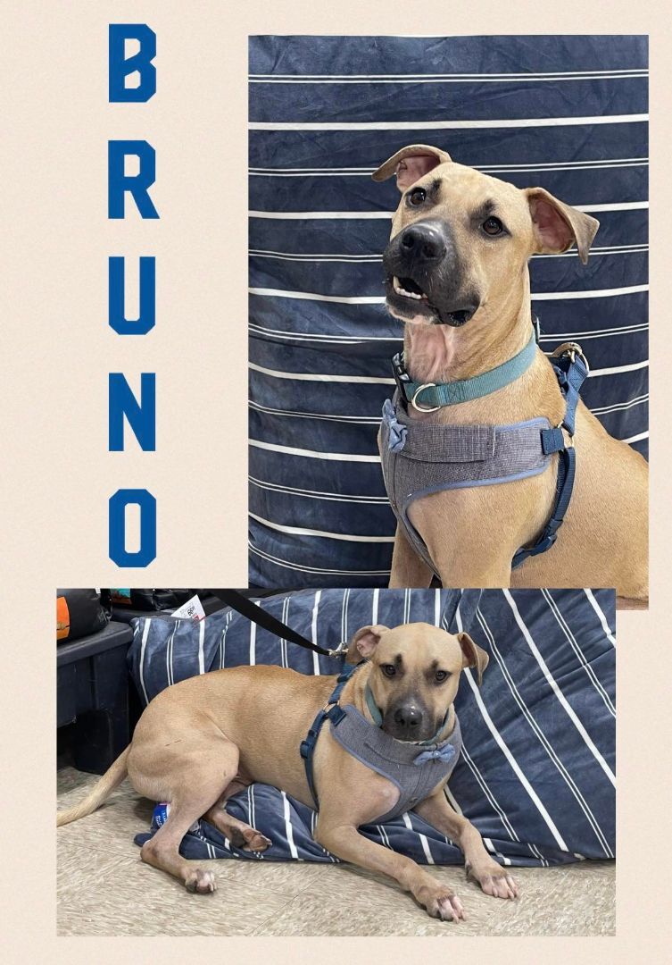 Bruno, an adoptable Black Mouth Cur in Longview, TX, 75606 | Photo Image 1