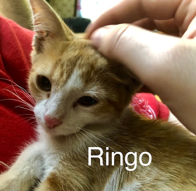 Ringo 1