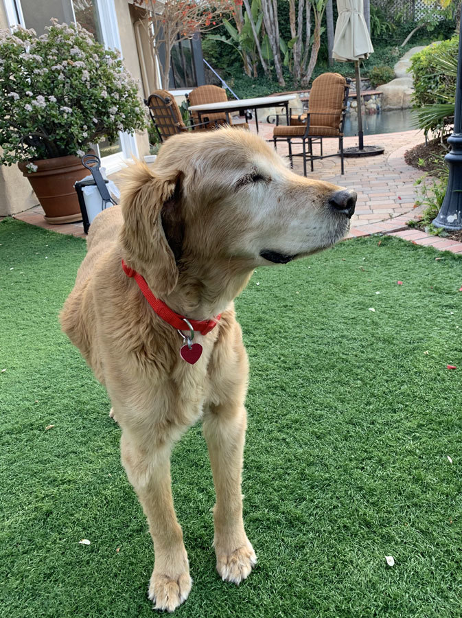 Dog For Adoption Gentleman Jack A Golden Retriever In Los