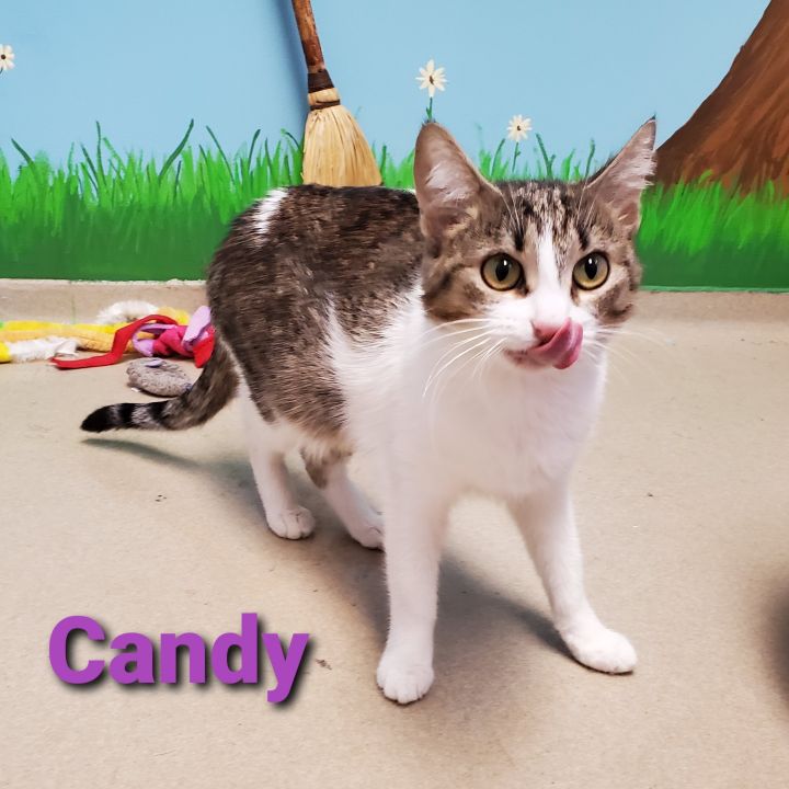 Candy 2