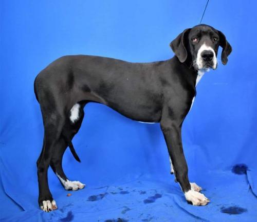 Dog For Adoption Baby D4965 Adoption Pending A Great Dane Mix