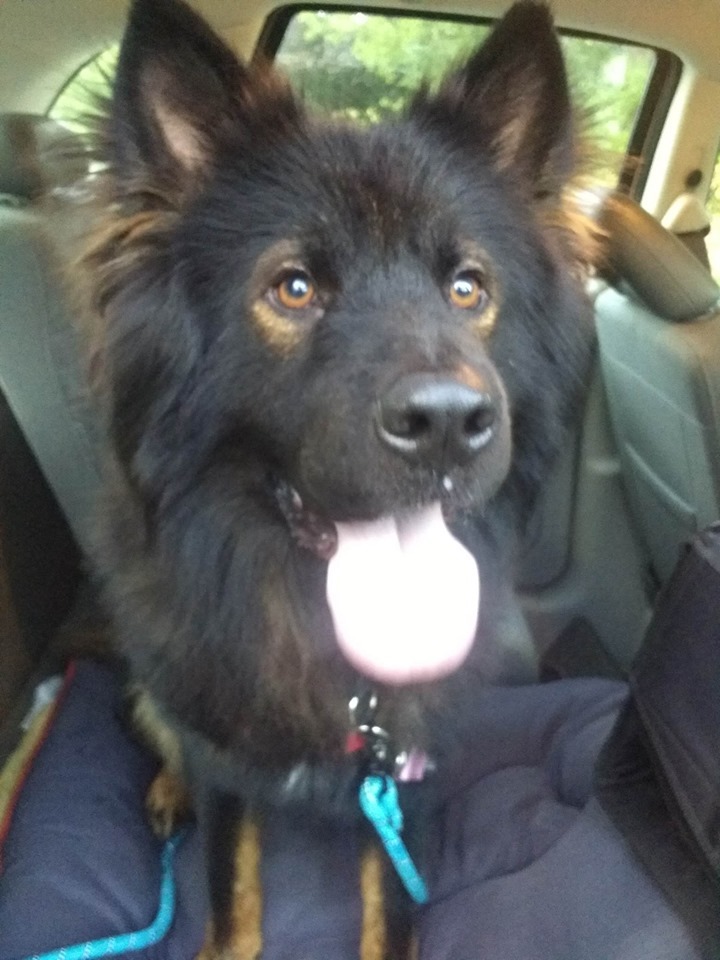 Dog For Adoption Cody A Chow Chow German Shepherd Dog Mix In