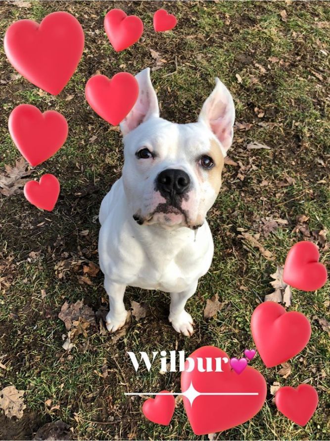 Wilbur - update! adopted!