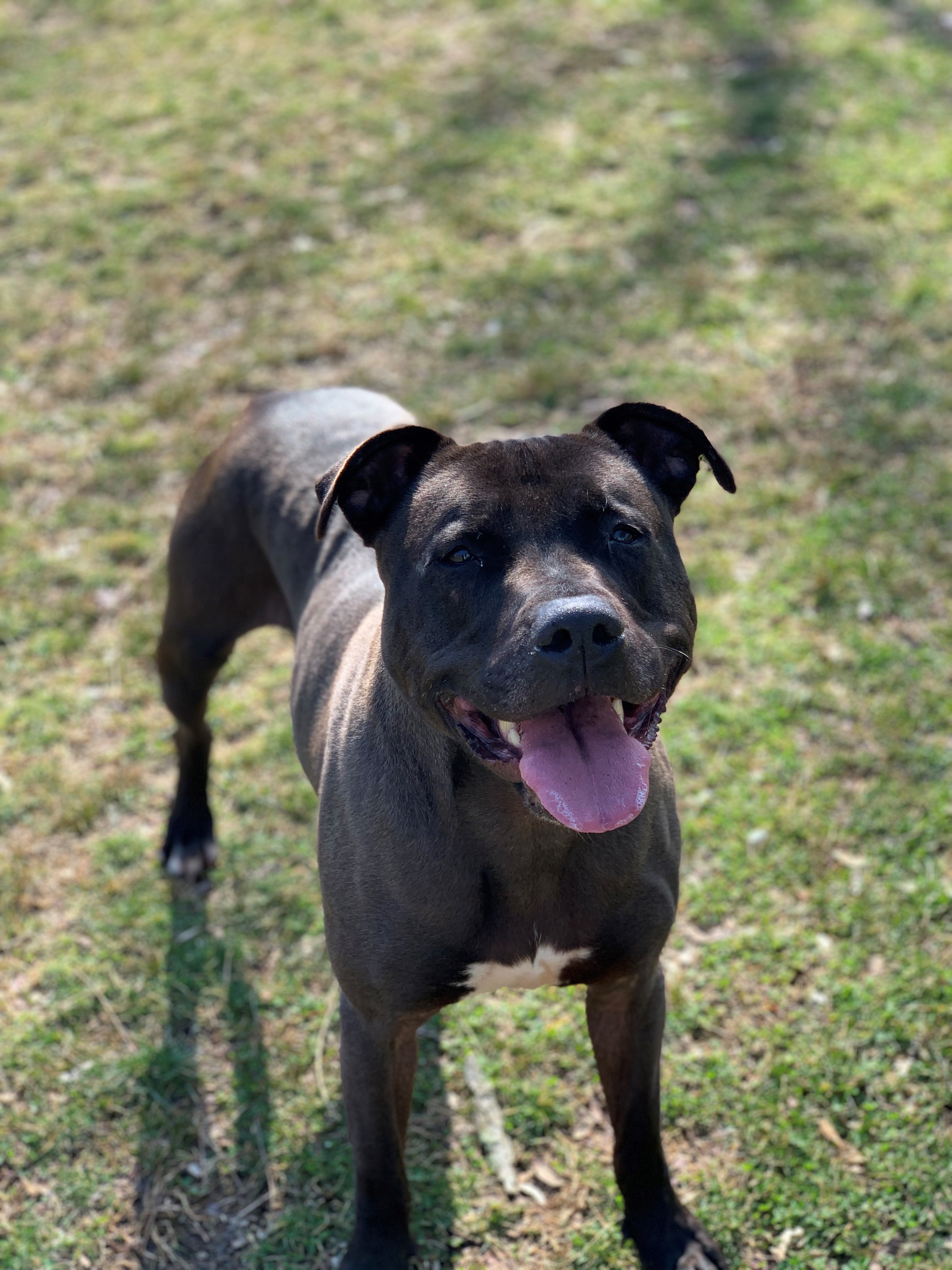 Blaze, an adoptable American Staffordshire Terrier in Smithtown, NY, 11787 | Photo Image 4
