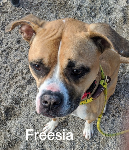 Freesia, an adoptable Boxer, Terrier in Cleveland, OH, 44102 | Photo Image 3