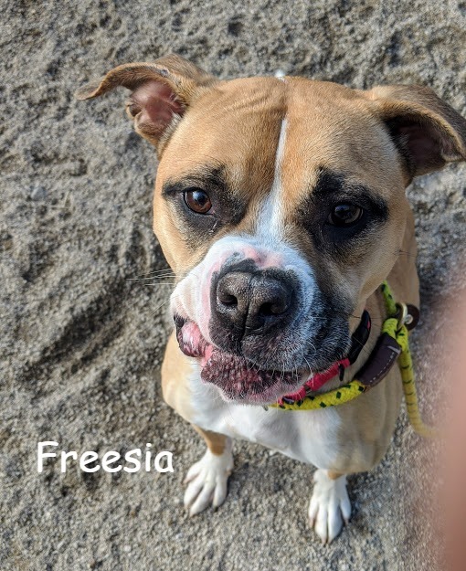 Freesia, an adoptable Boxer, Terrier in Cleveland, OH, 44102 | Photo Image 5