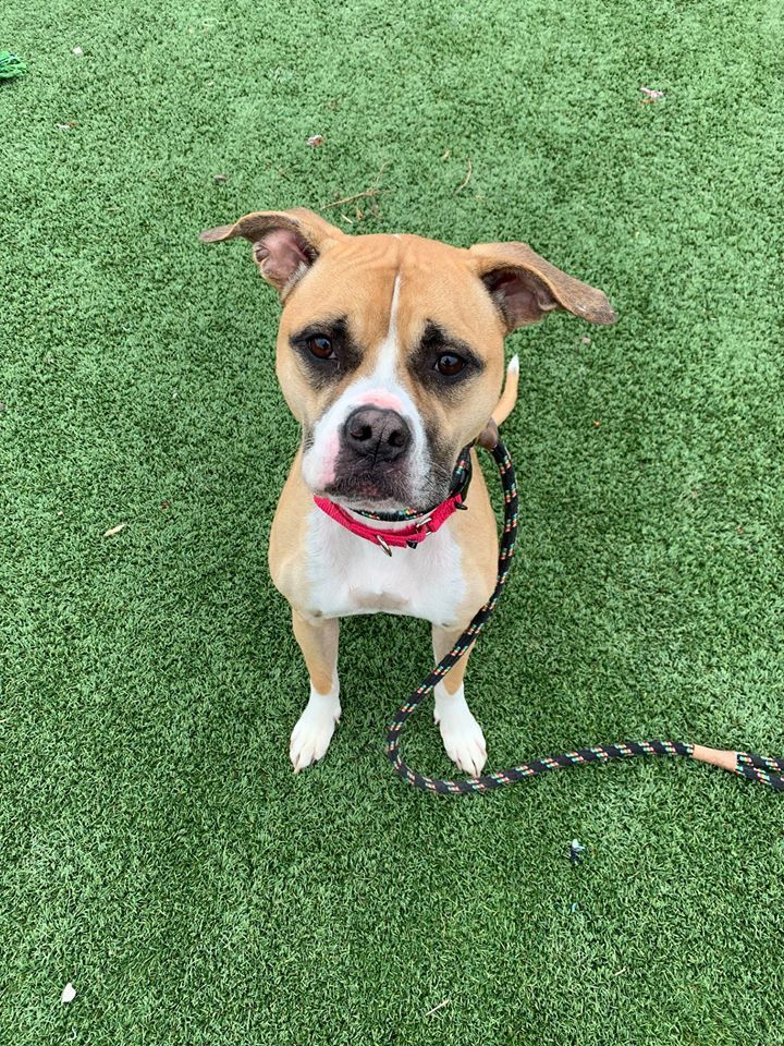 Freesia, an adoptable Boxer, Terrier in Cleveland, OH, 44102 | Photo Image 7