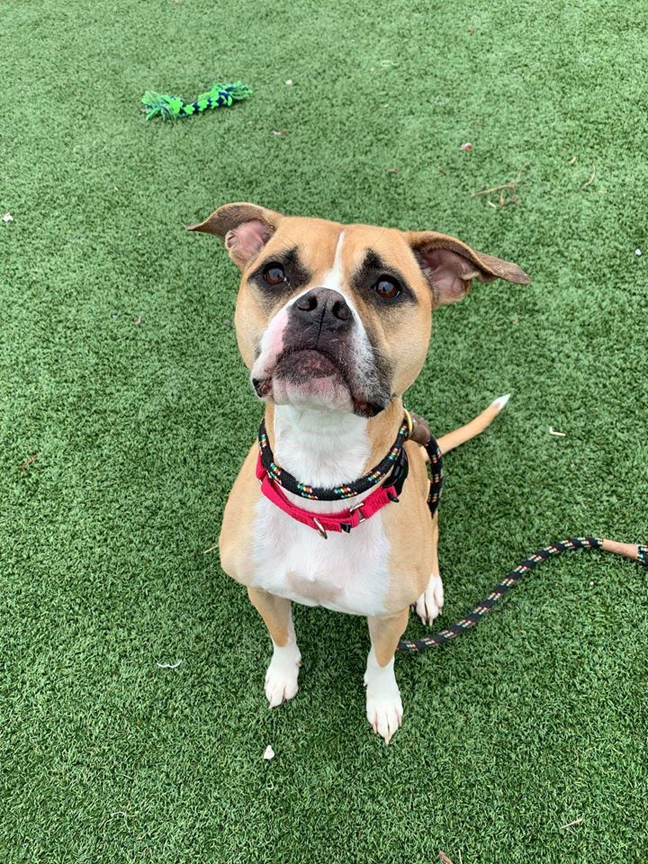 Freesia, an adoptable Boxer, Terrier in Cleveland, OH, 44102 | Photo Image 8