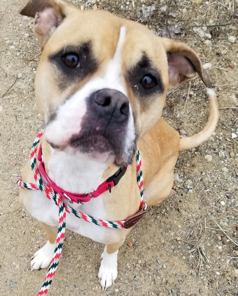Freesia, an adoptable Boxer, Terrier in Cleveland, OH, 44102 | Photo Image 9